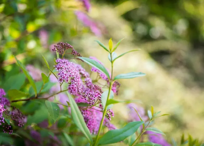 Mooki Ossiacher See&gerlitzen